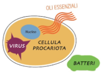 Perchè gli oli essenziali doterra sono i numero uno al mondo by Benessere  in Gocce - Issuu